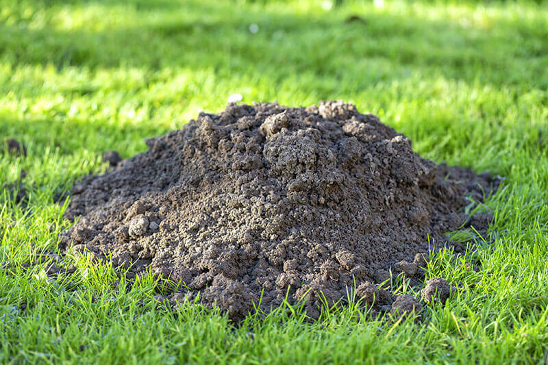hole in the grass