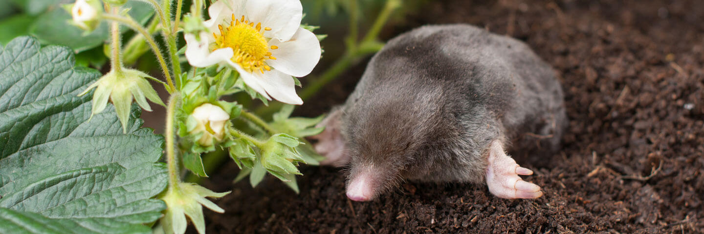 Ladue Lawn Pest Control, Yard Pest Control and Lawn Pest Control Services