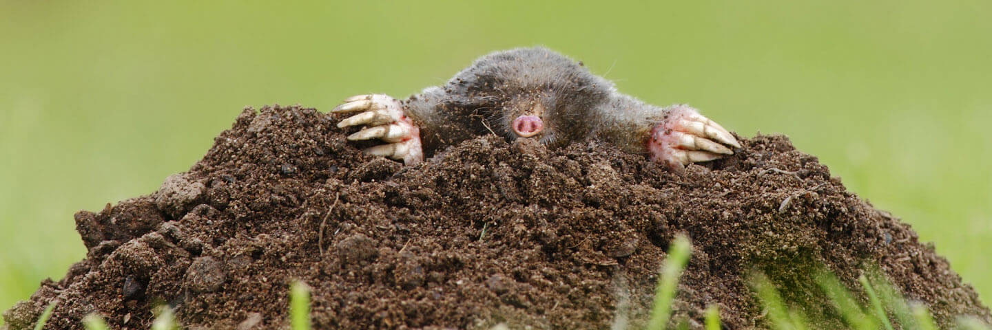Ladue Lawn Pest Control, Yard Pest Control and Lawn Pest Control Services